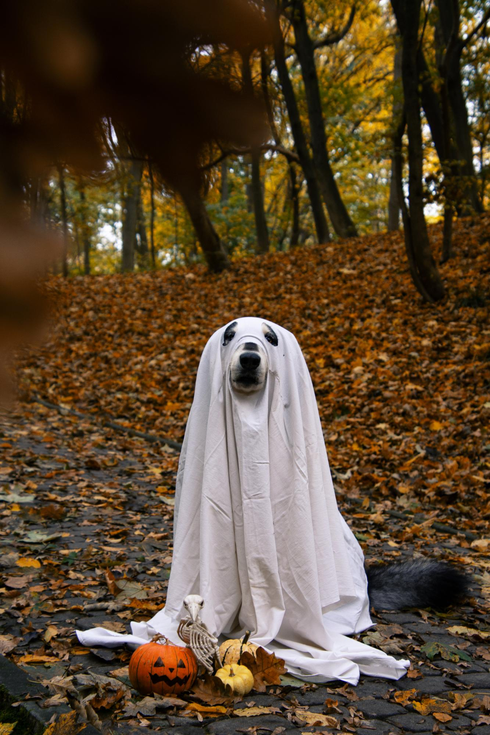 dog dressed as ghost