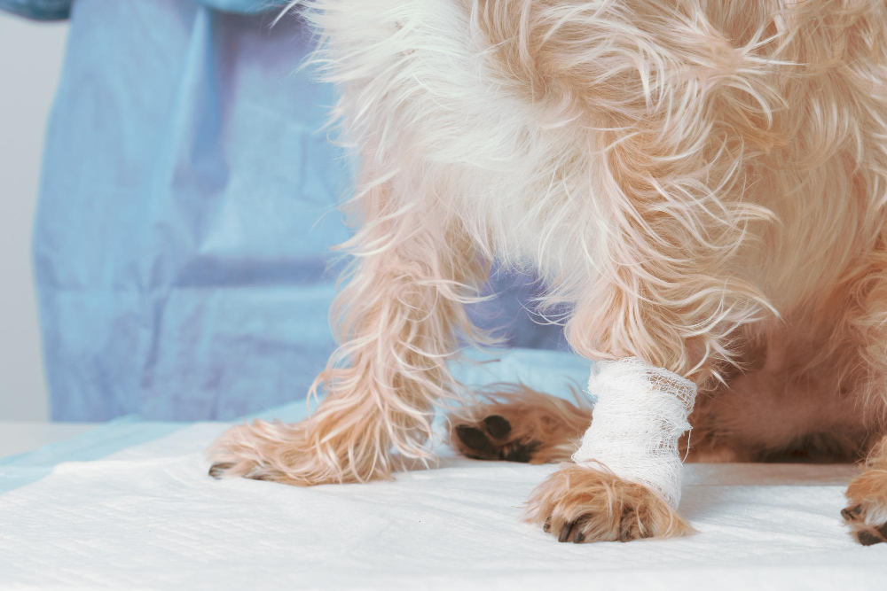 Pet Joint Pain