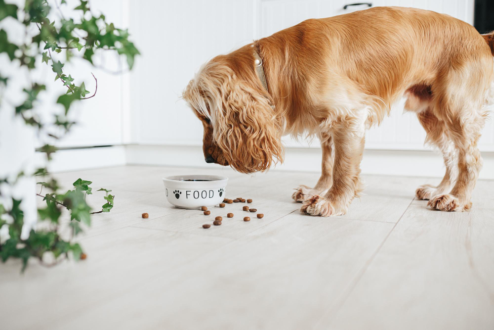 Learn how CBD can support your pet’s digestive health. Discover natural solutions for nausea, appetite loss, and inflammation with Happy Pet Medicinals.