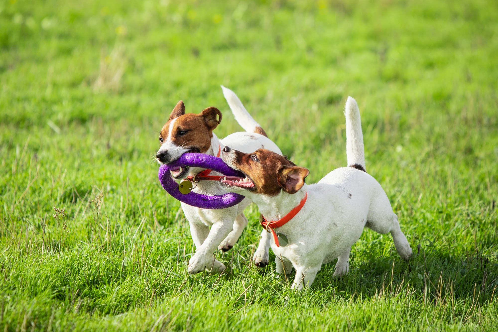 Dog benefiting from CBD products for anxiety relief, pain management, and overall wellness.