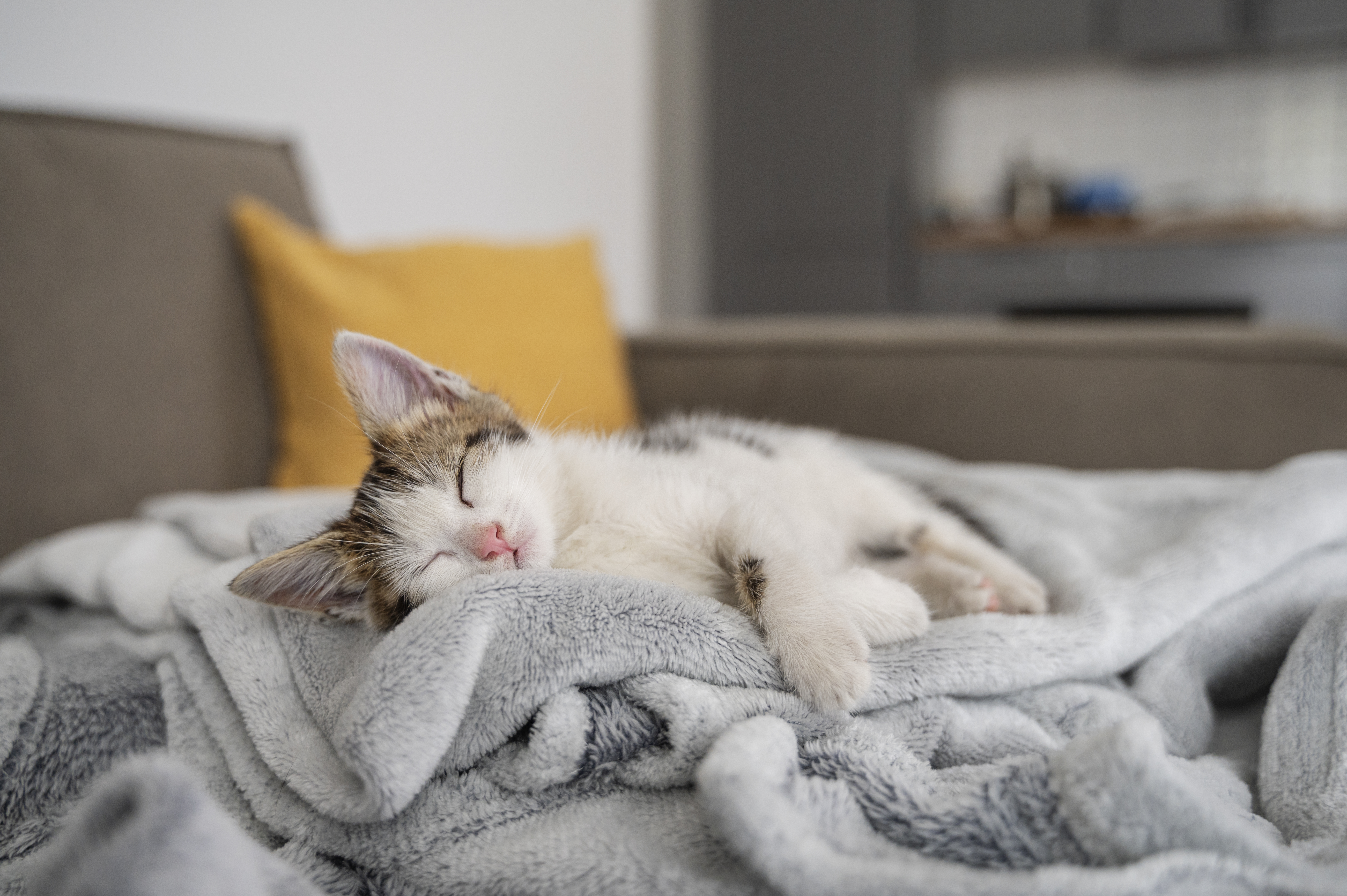 How CBD Provides Pet Sleep Support A Gentle Guide for Pet Parents