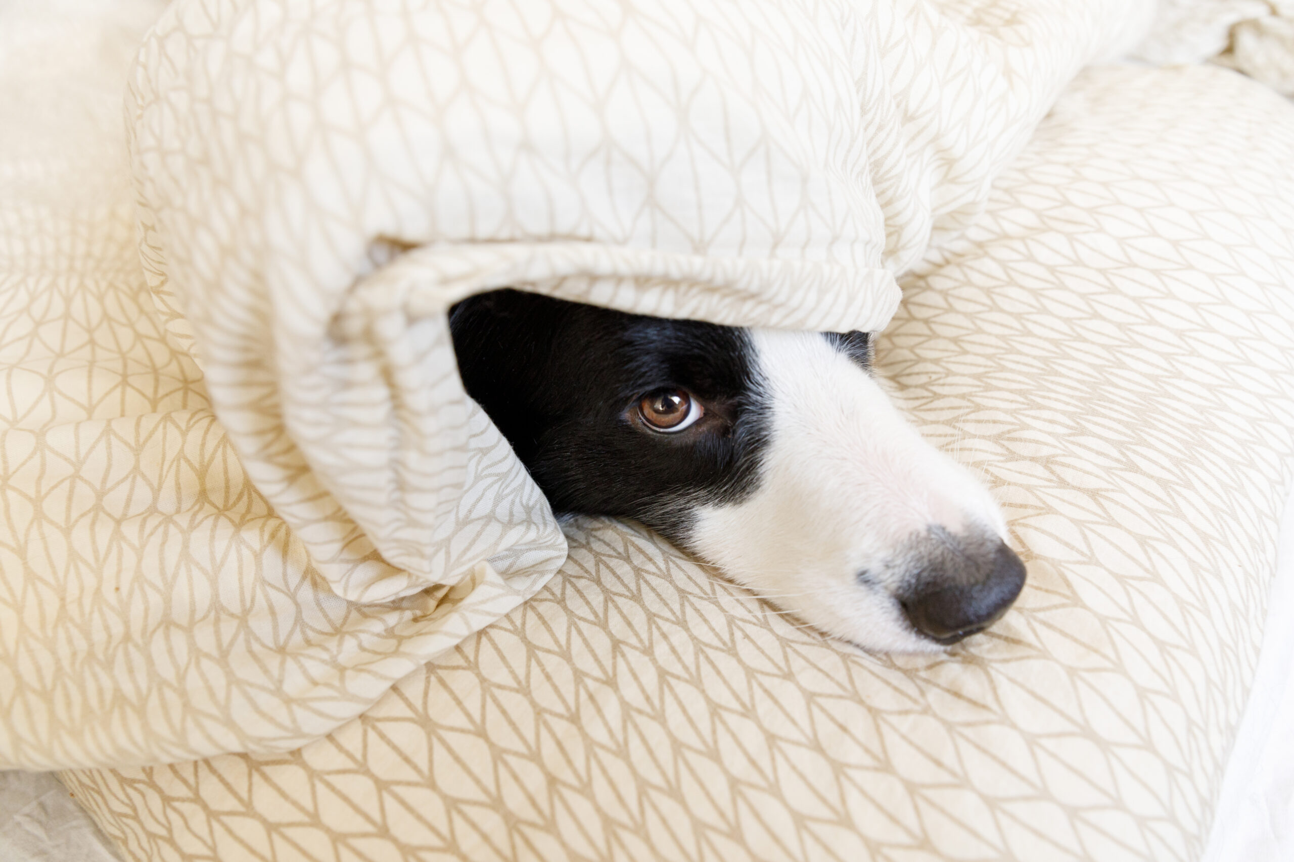 CBD storm anxiety in pets