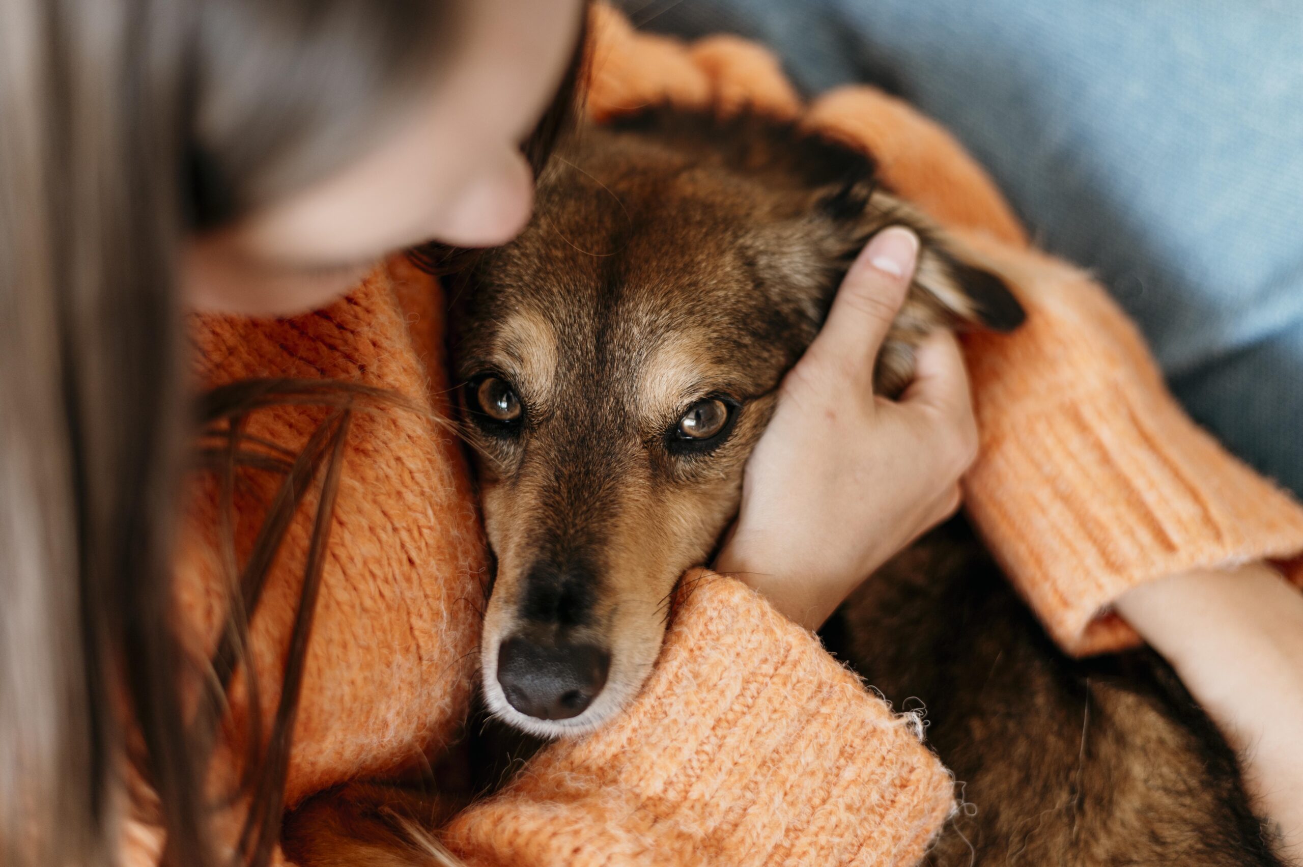 CBD for Adopted Pet Anxiety