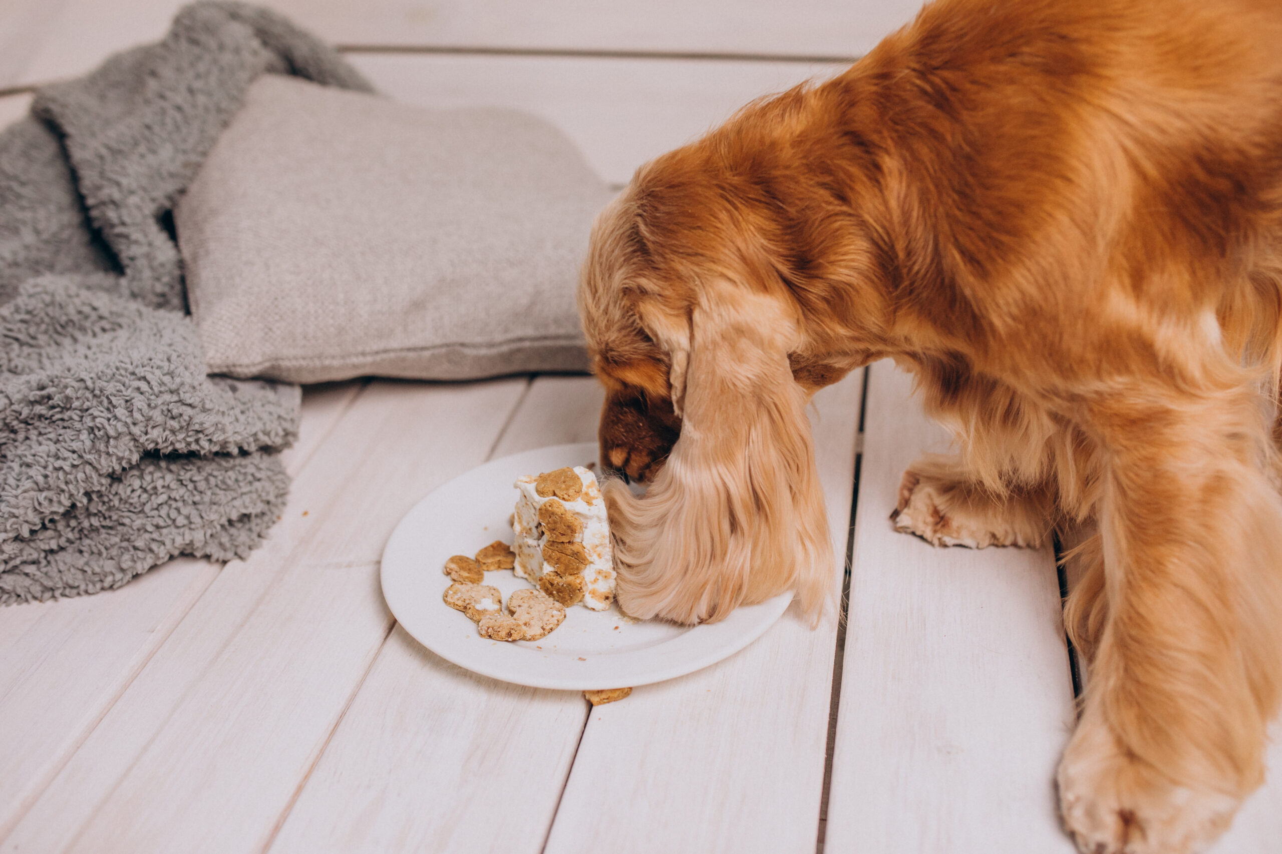 CBD and Pet Nutrition