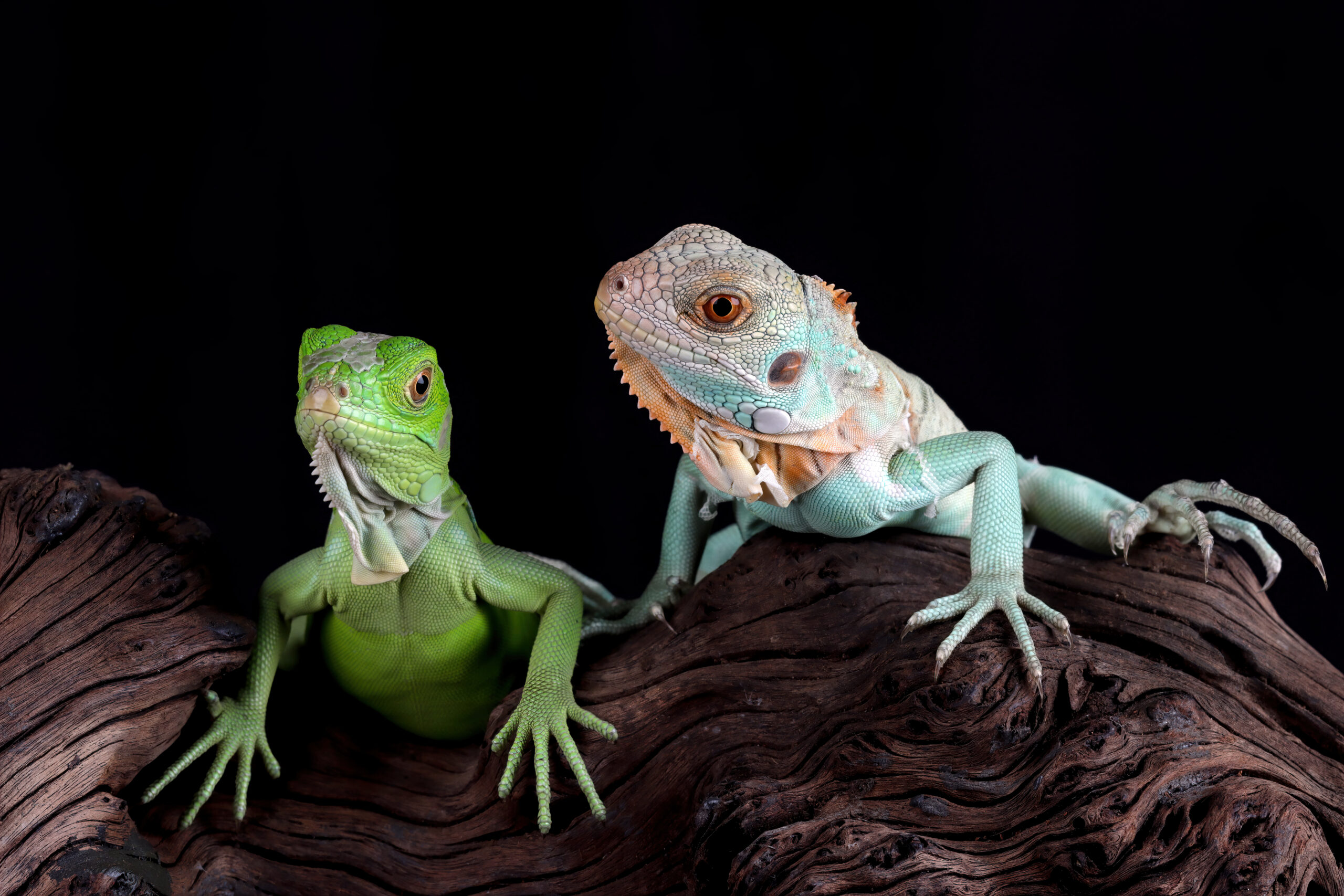 CBD for exotic pets