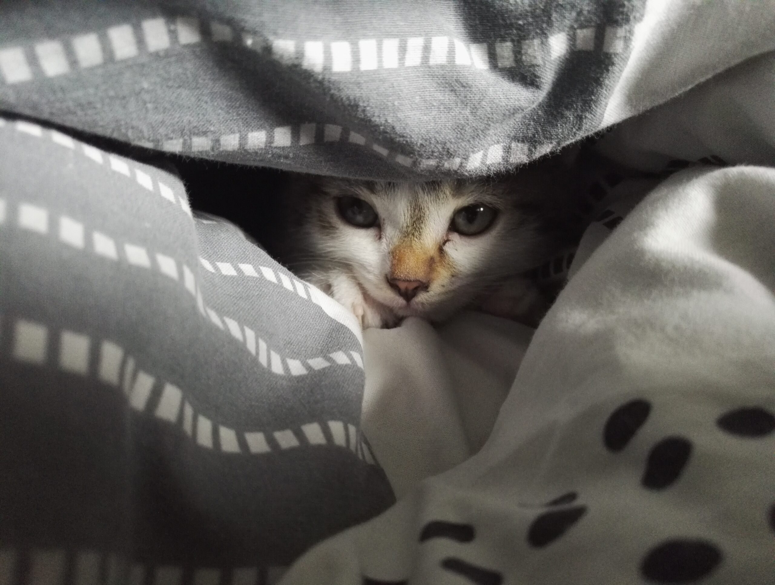 CBD for abused pets