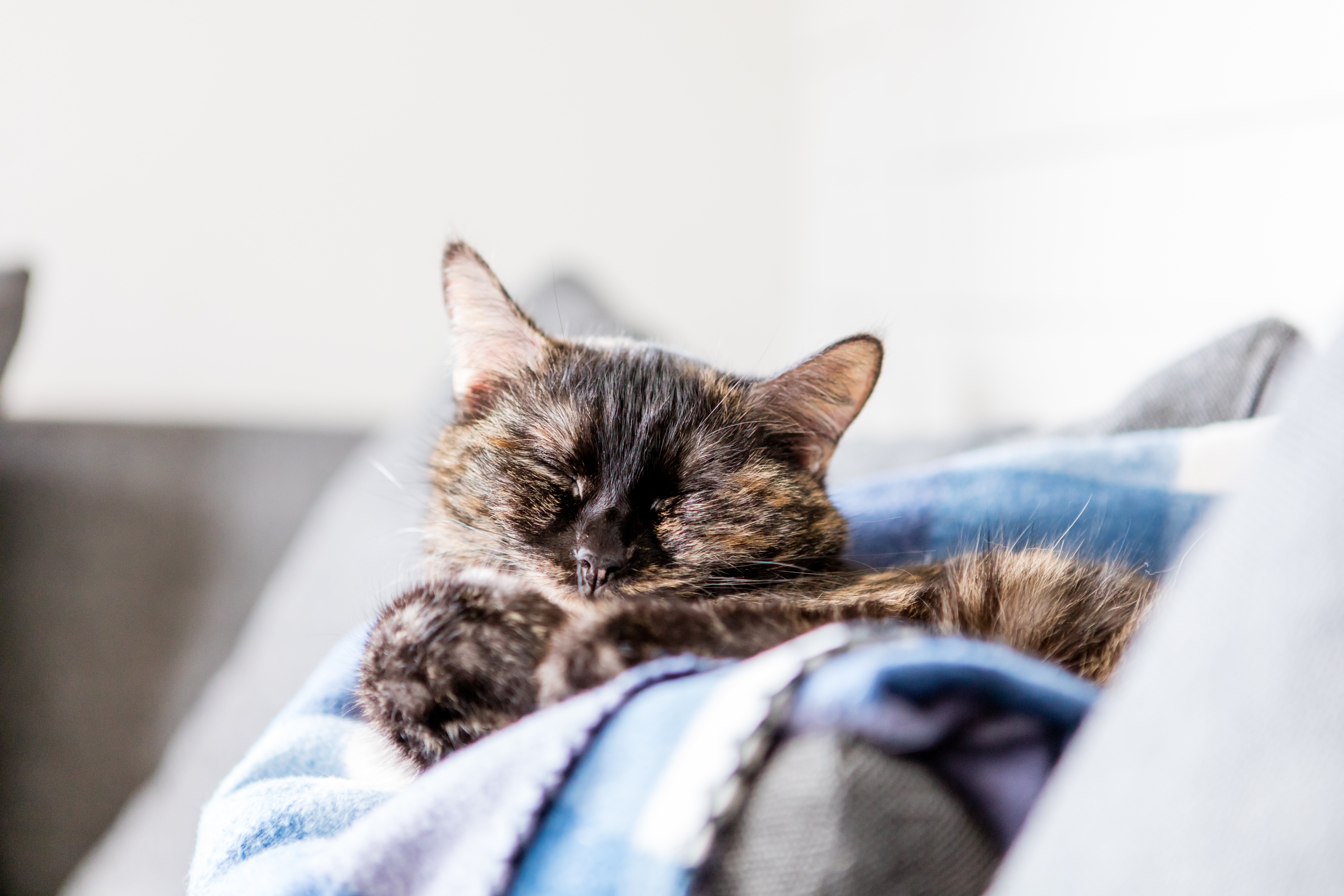 CBD for pets with chronic illness