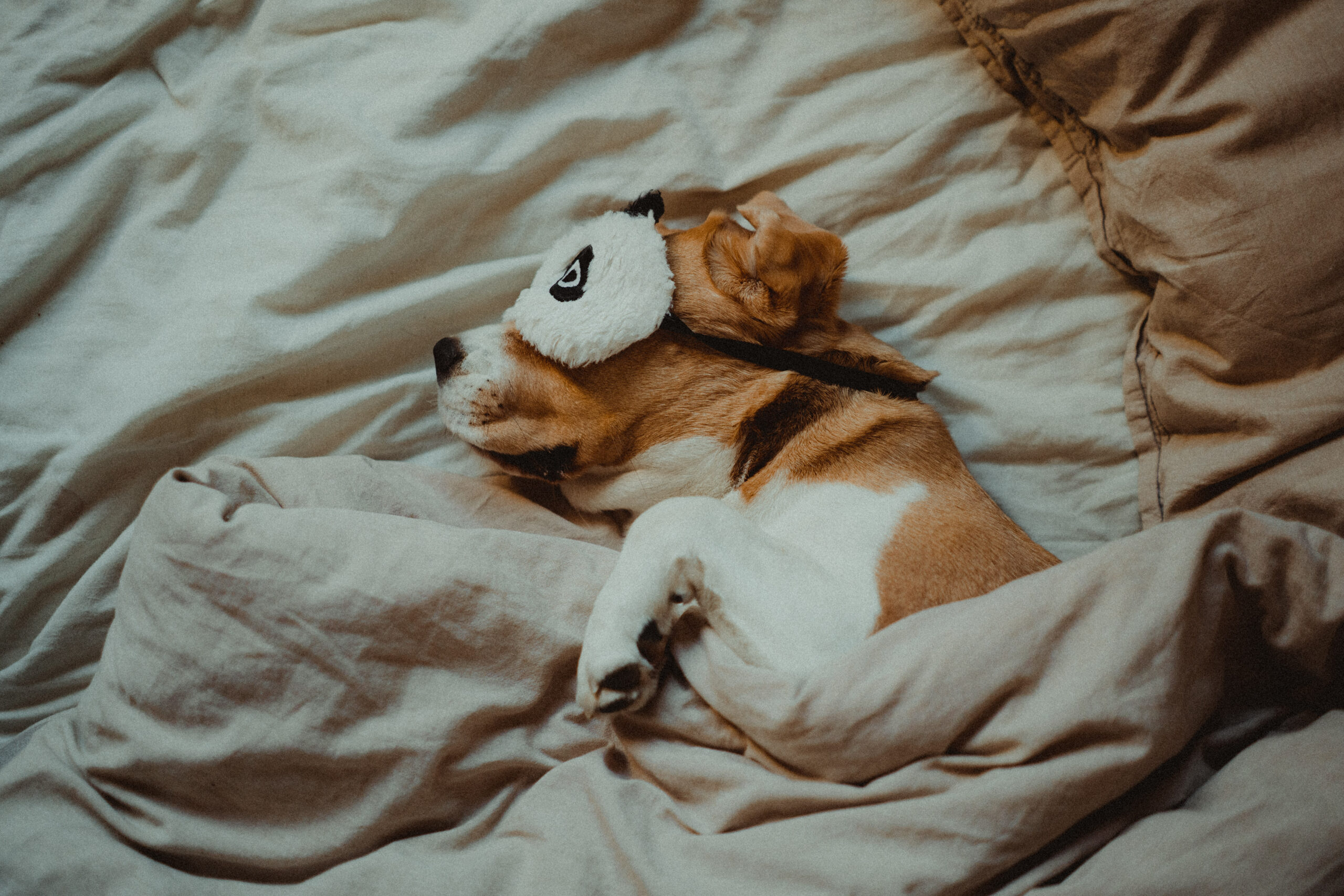 CBD and pet dreams