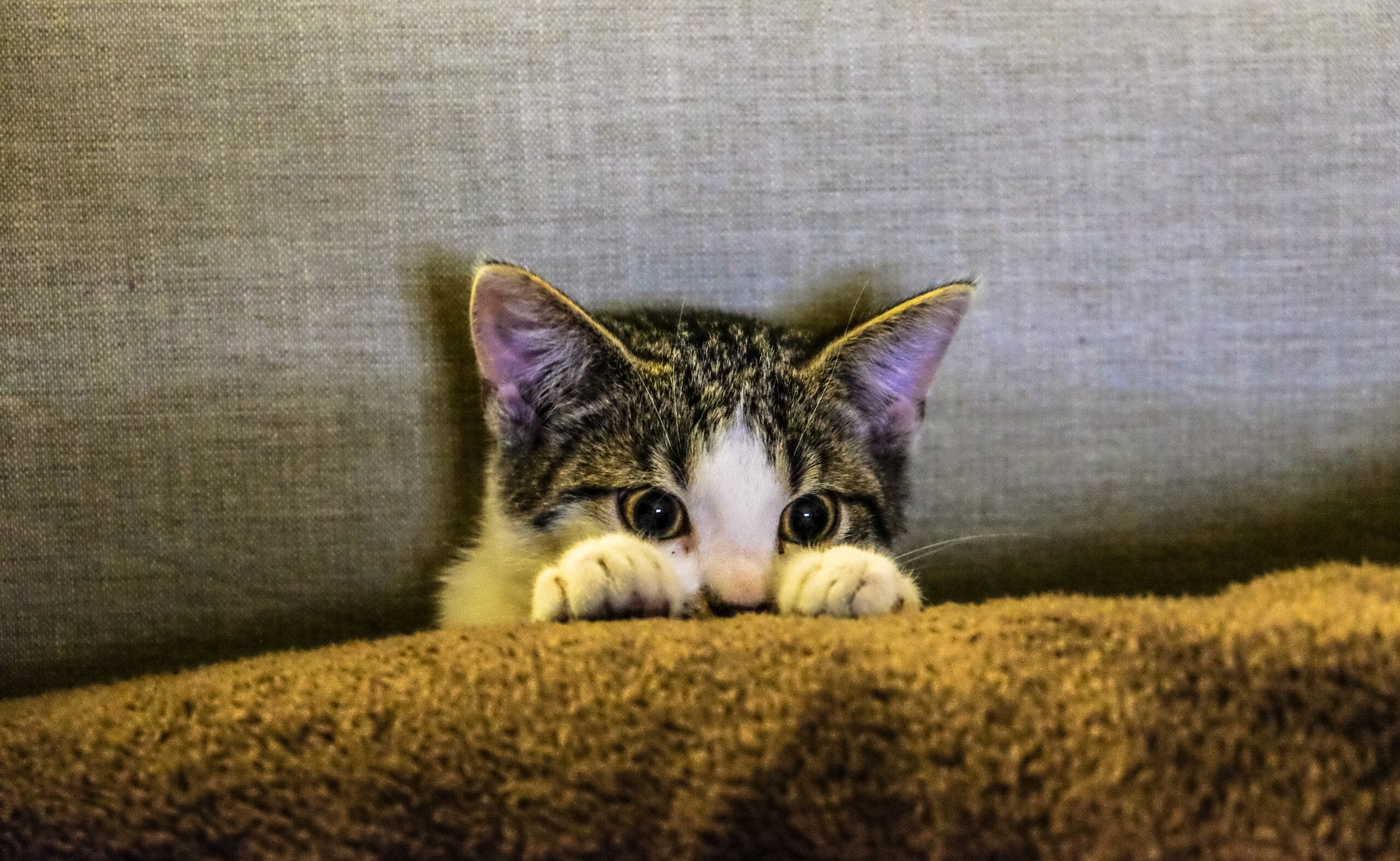 CBD for pets with fear of strangers