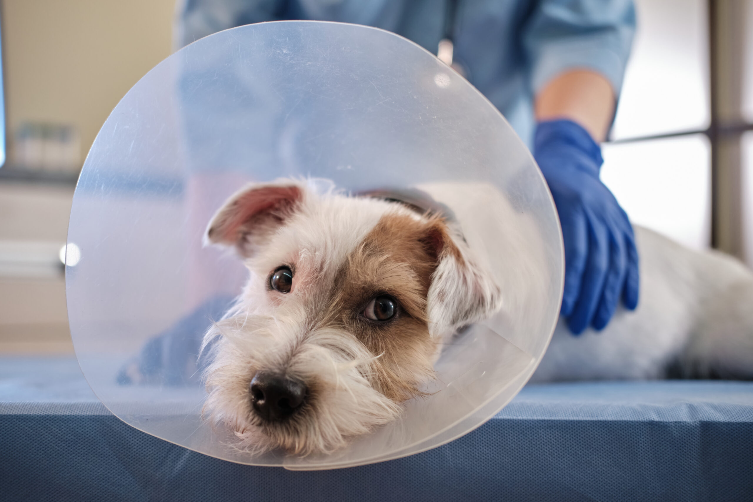 CBD for pet post-surgery recovery