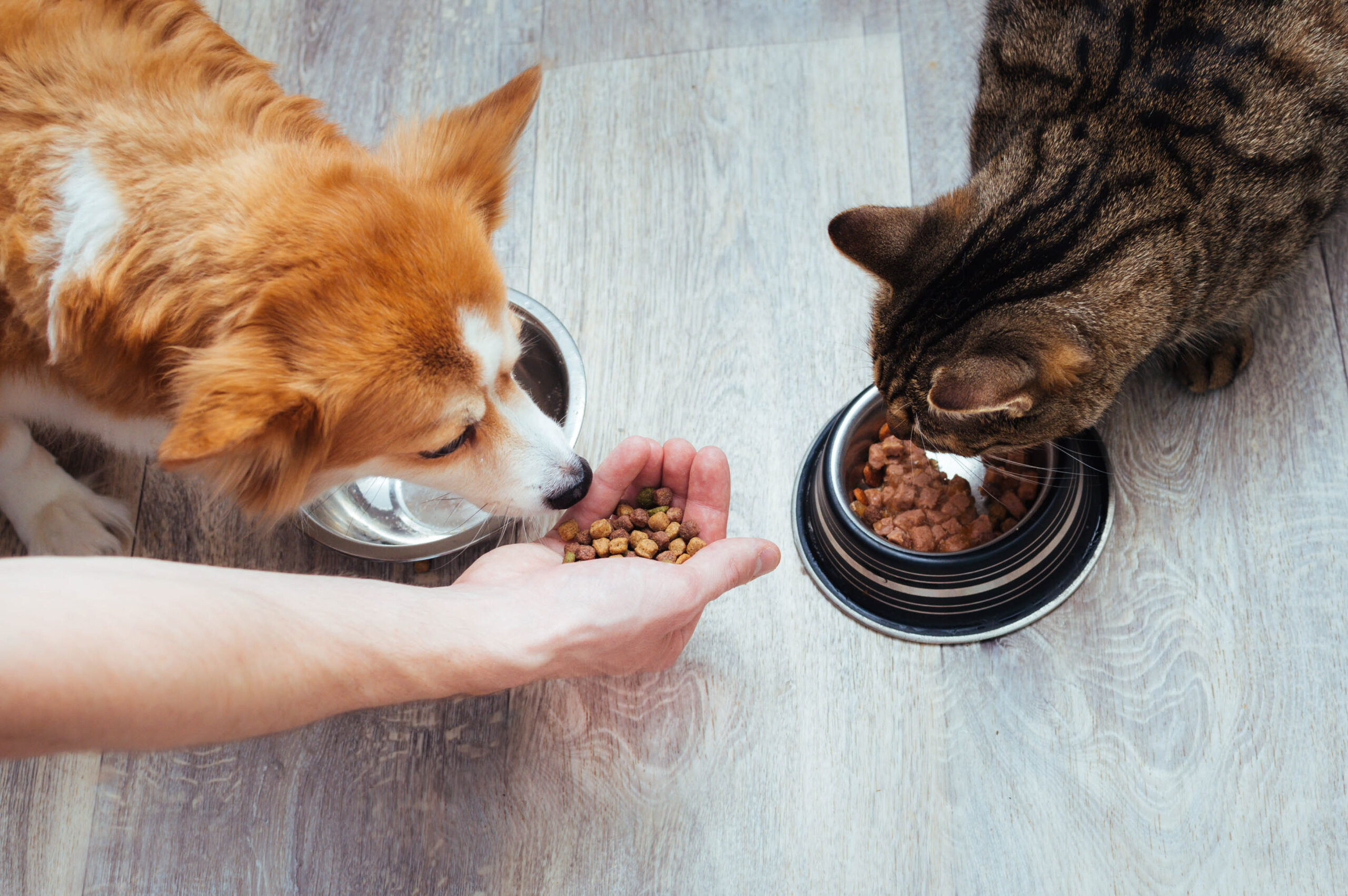 DIY CBD-infused pet treat recipes