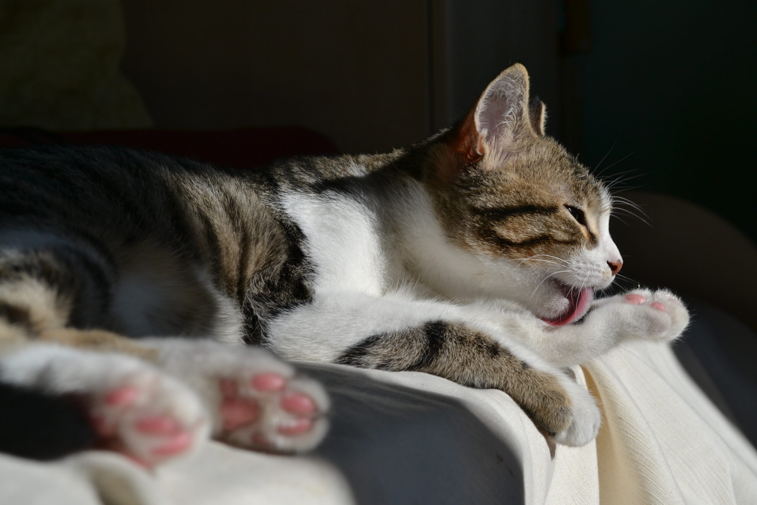 CBD for pet skin conditions