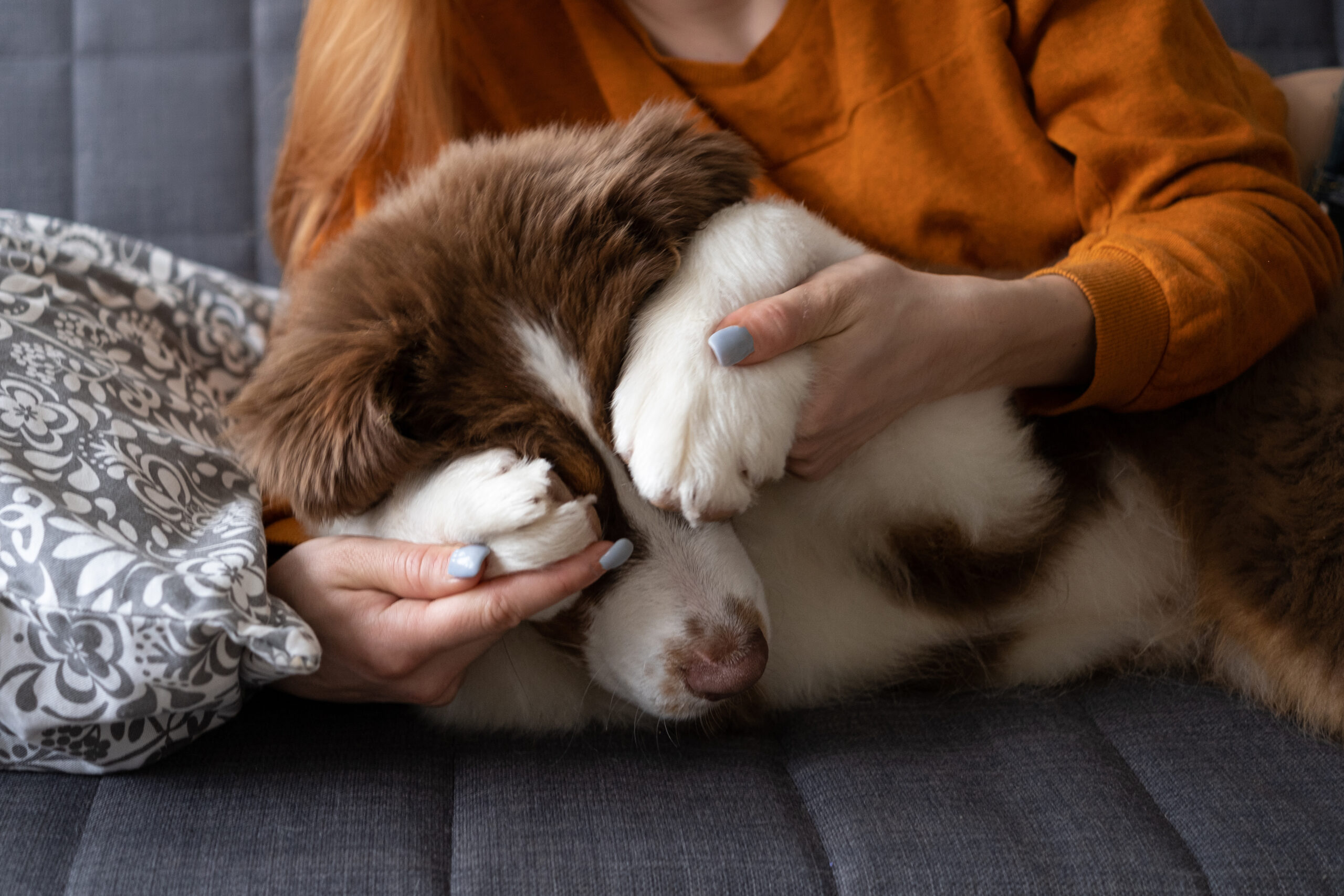 CBD use in pet hospice care
