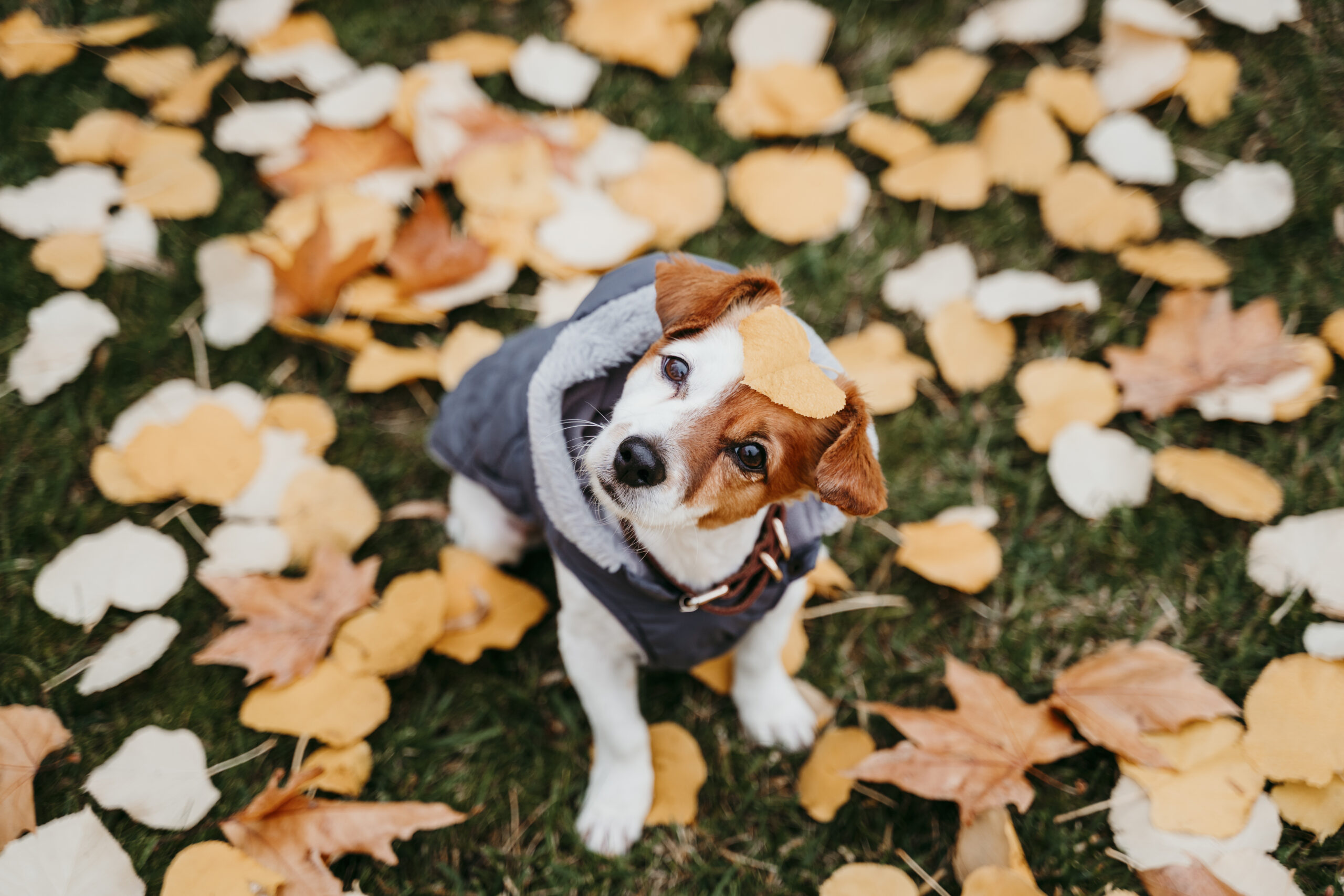 CBD for pets